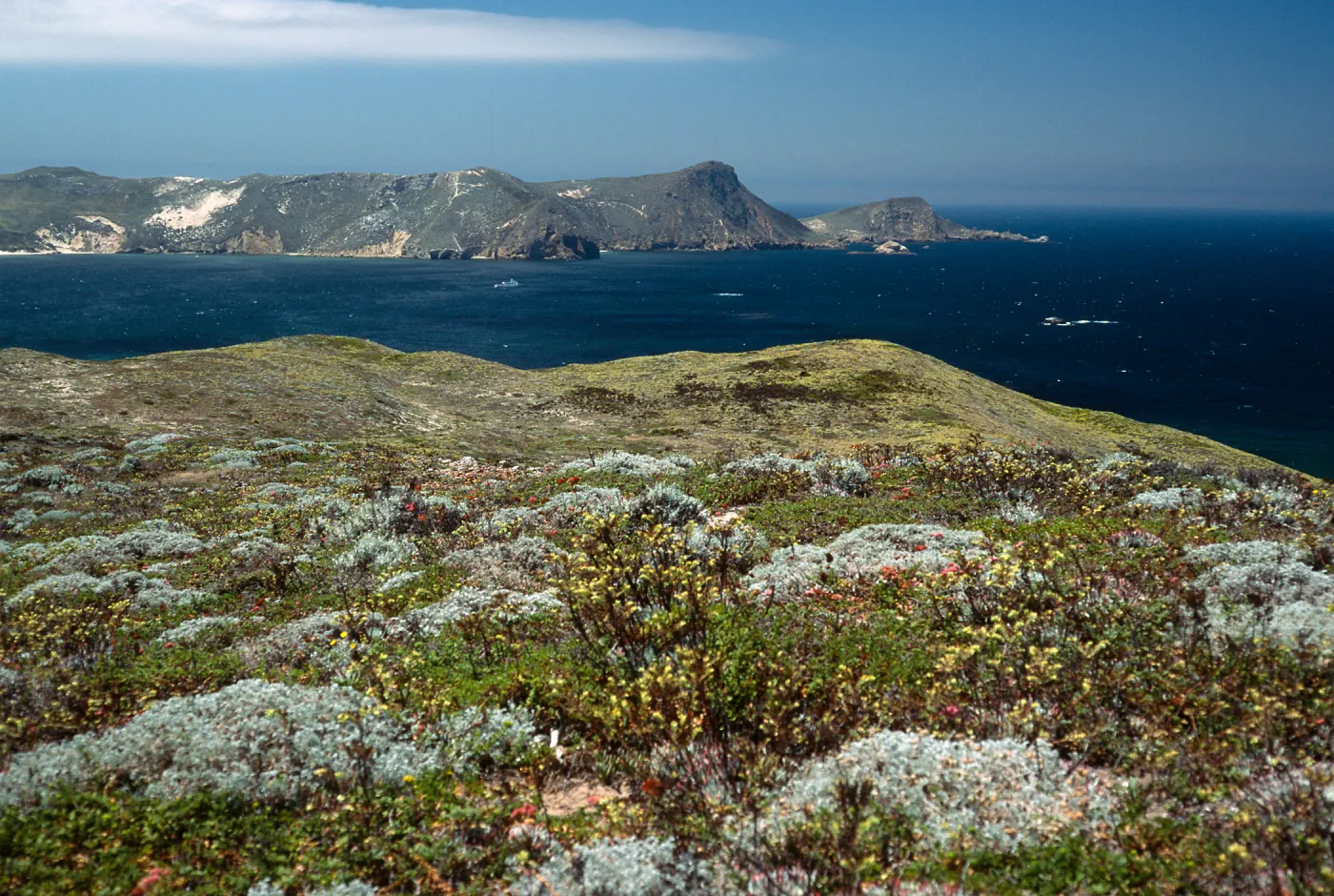 San Miguel Island, just West of Hoffmann Point, Malacothrix incana