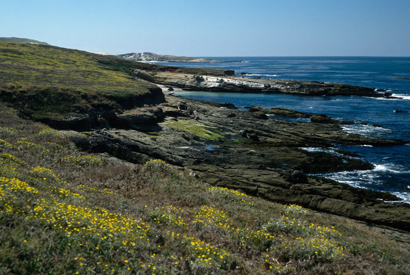San Miguel Island, West end of Simonton cove, Malacothrix incana