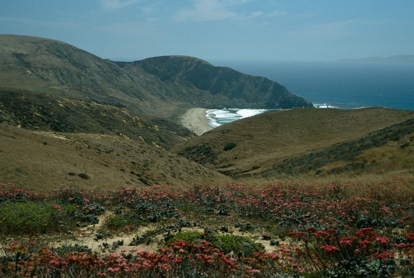 Santa Cruz Island, overlooking Sauces Beach, Eriogonum grande rubescens