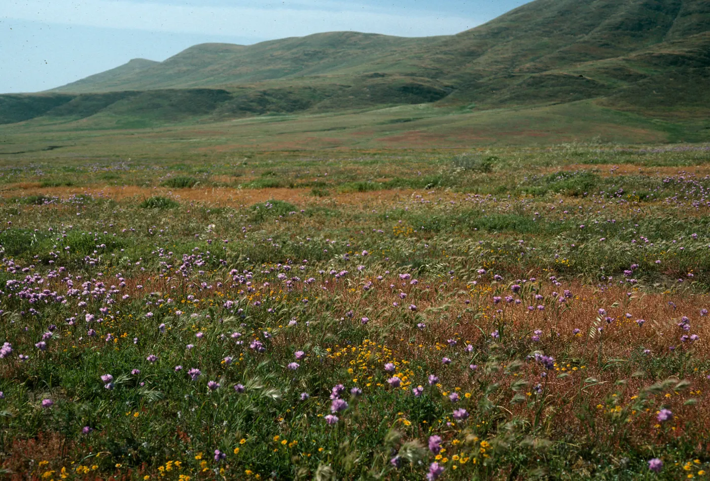 Santa Cruz Island, West of Rancho Nuevo, Dichelostemma