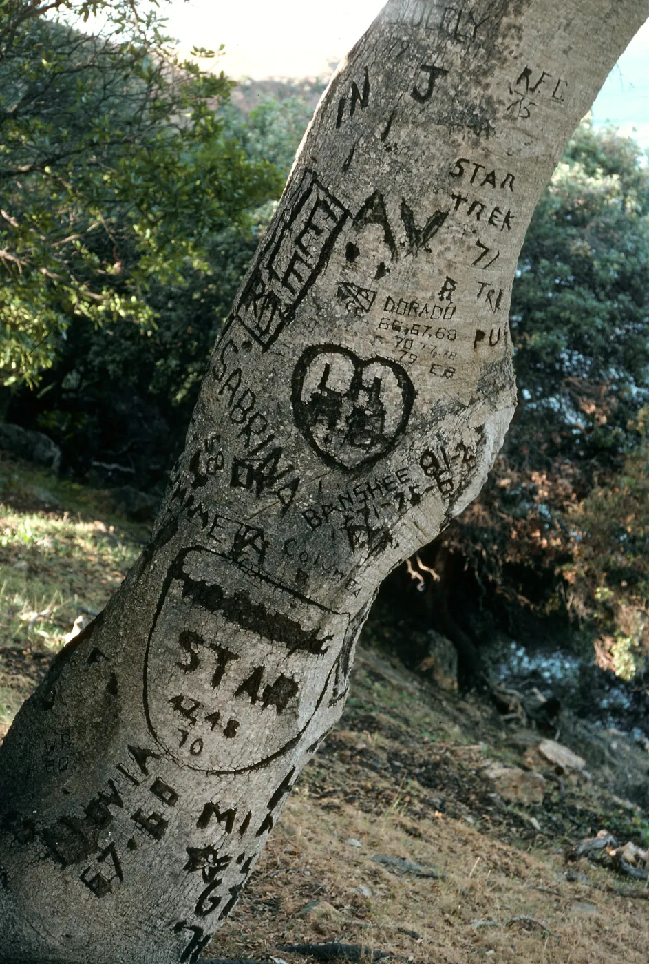 Santa Cruz Island, Pelican Bay, autograph tree