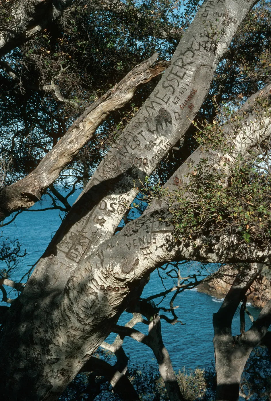 Santa Cruz Island, Pelican Bay, autograph tree