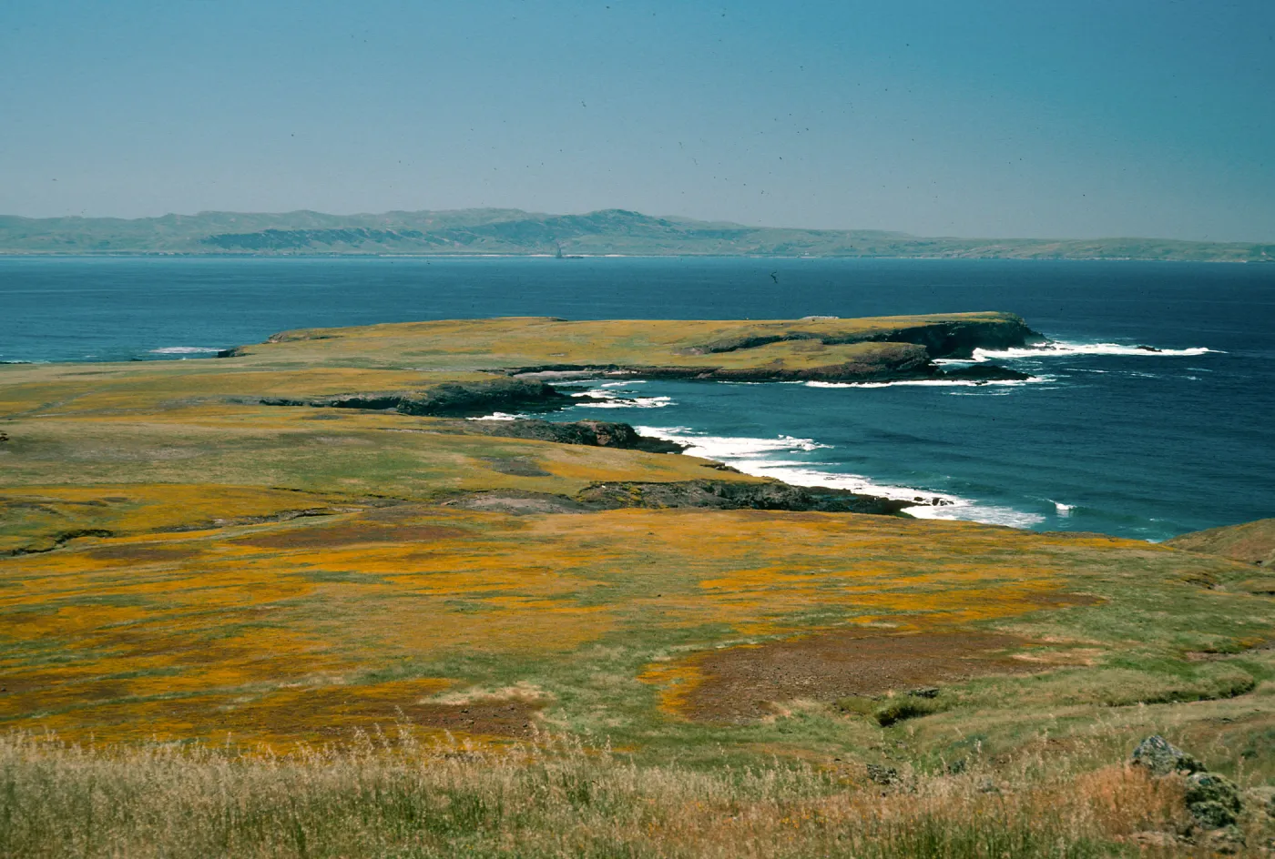 Santa Cruz Island, Fraser Point, Santa Rosa Island, Lasthenia