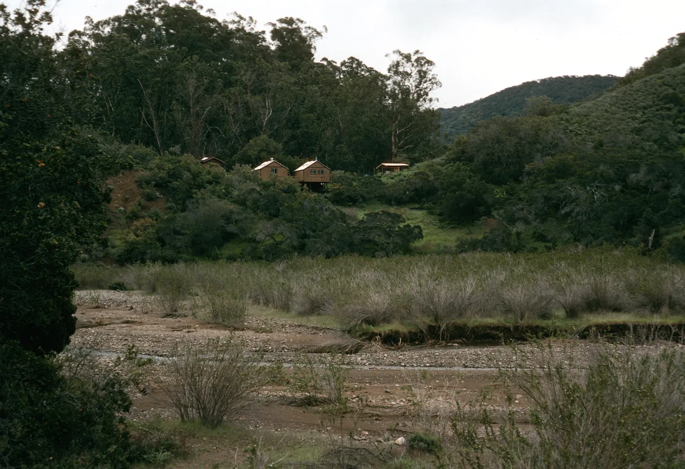 Santa Cruz Island, the cabins, West of Bosque Mono grove