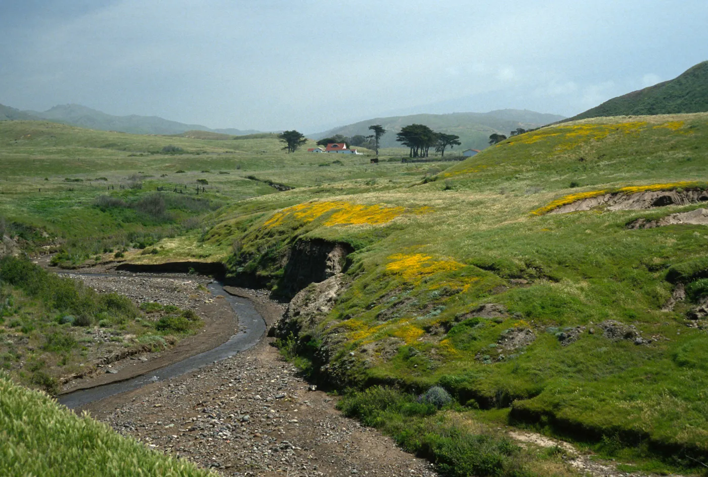 Santa Cruz Island, Christy Ranch, Lasthenia