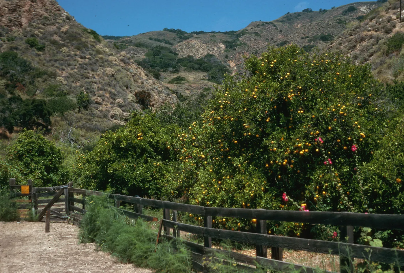 Santa Cruz Island, citrus orchard, Rancho Del Sur