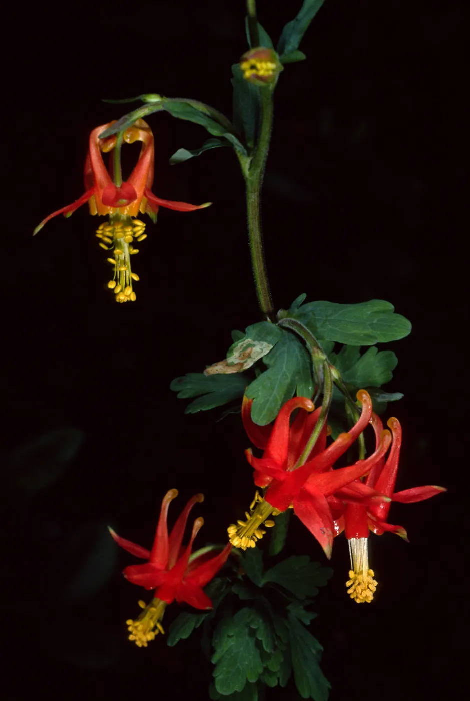 Santa Barbara Botanic Garden, Aquilegia