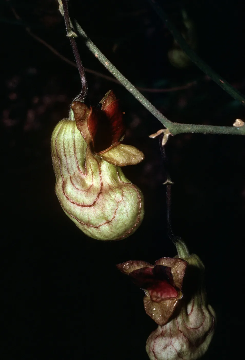 Santa Barbara Botanic Garden, Aristolochia californica , Campbell Trail