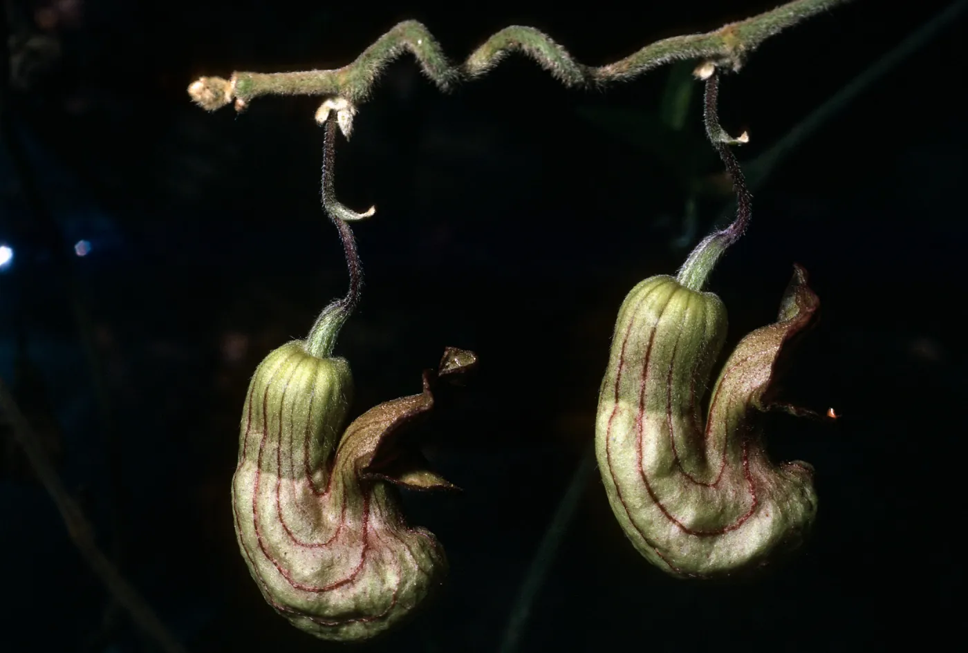 Santa Barbara Botanic Garden, Aristolochia californica , Campbell Trail