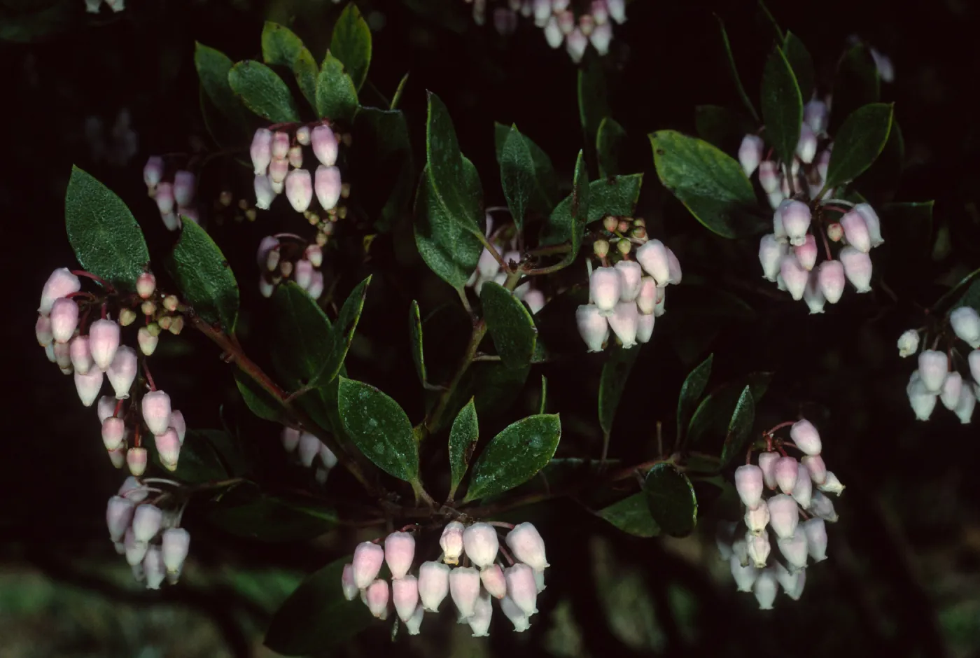 Arctostaphylos densiflora, ‘Howard McMinn’, SBBG