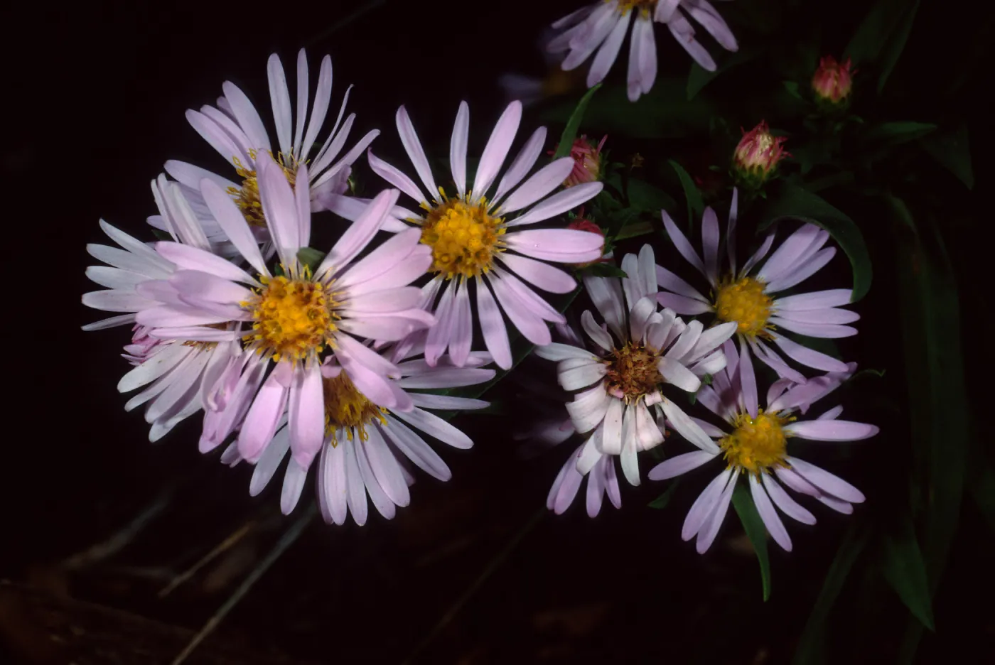 Aster chilensis, SBBG meadow