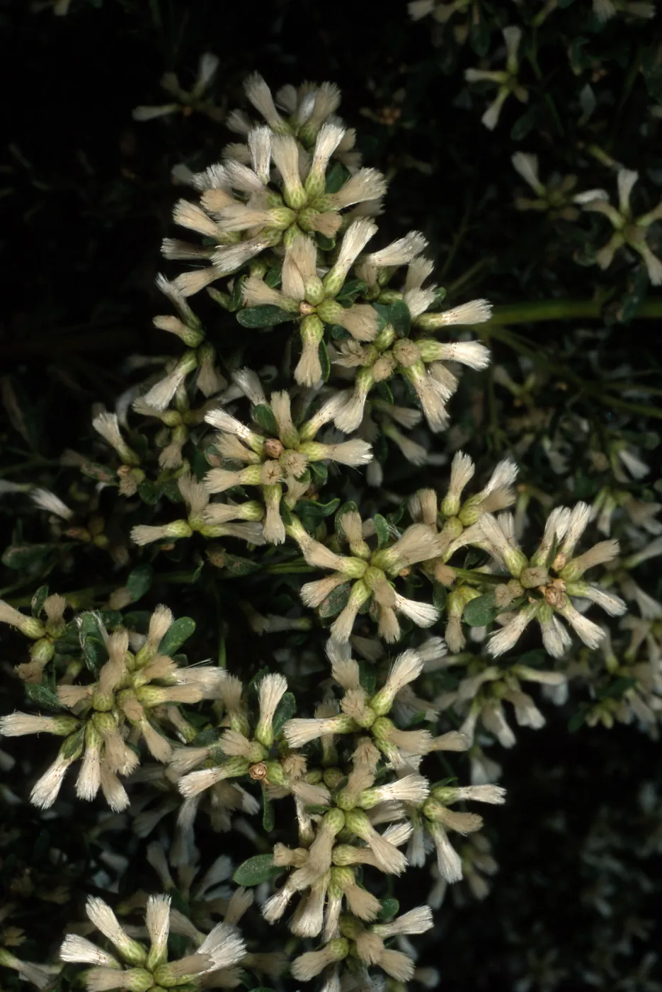 Baccharis pilularis, Santa Catalina Island, Middle Canyon