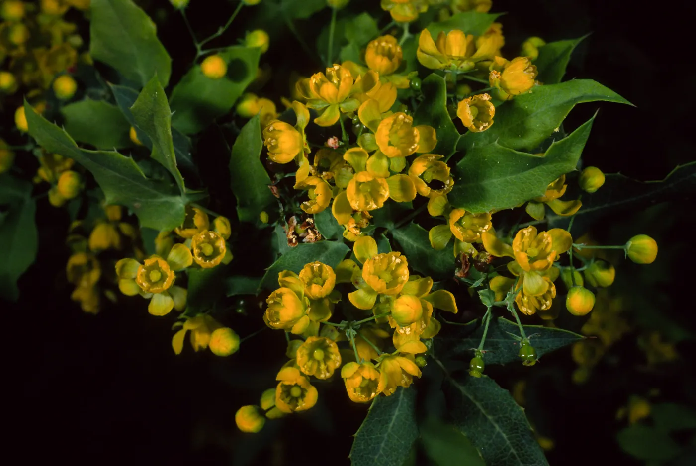 Berberis nevinii, SBBG