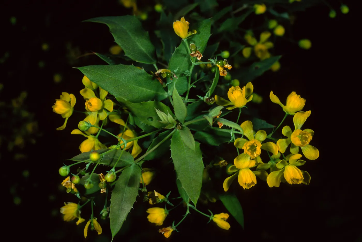 Berberis nevinii, SBBG