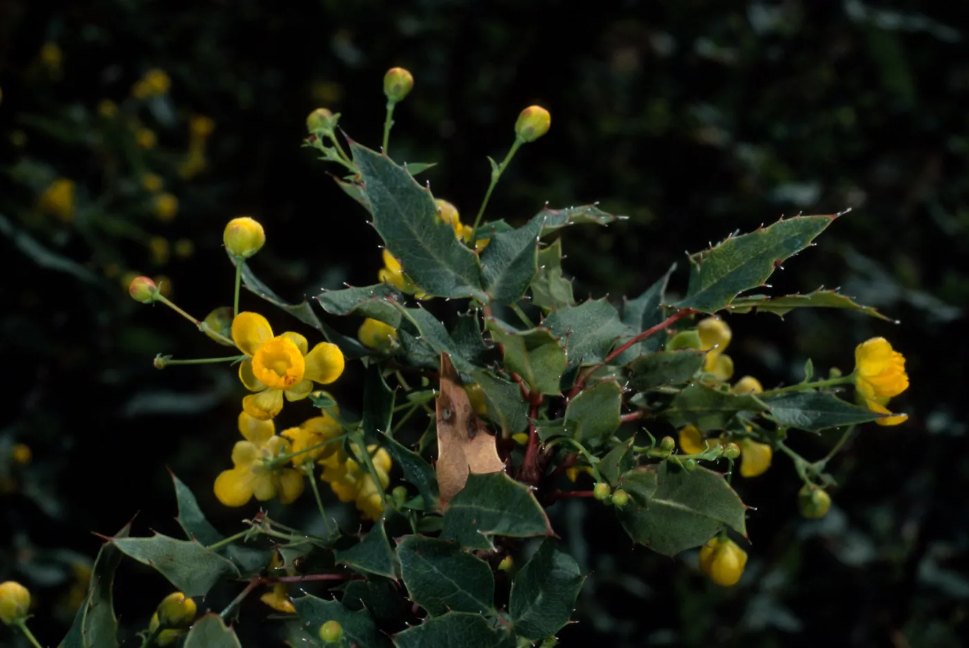 Berberis nevinii, SBBG