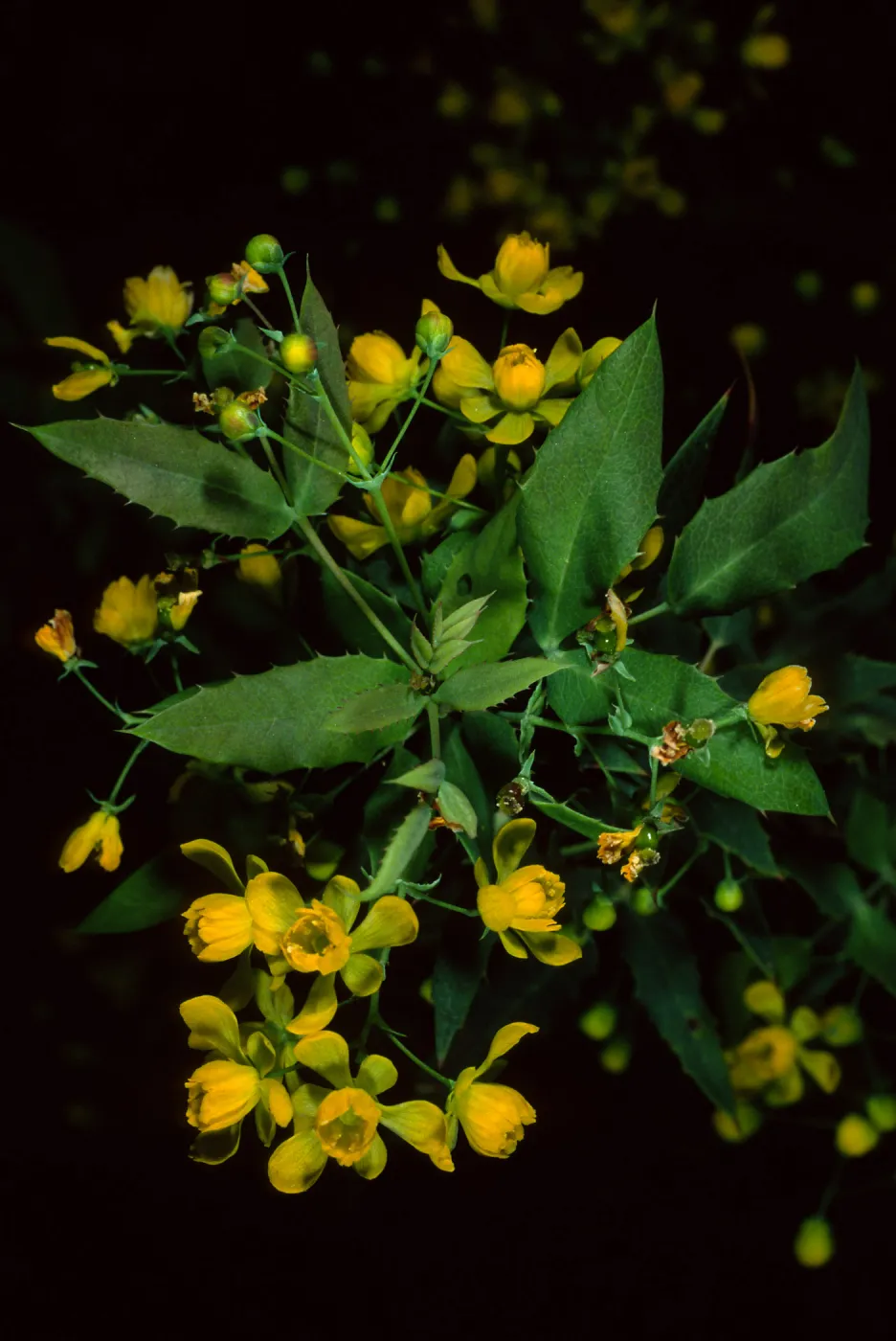 Berberis nevinii, SBBG
