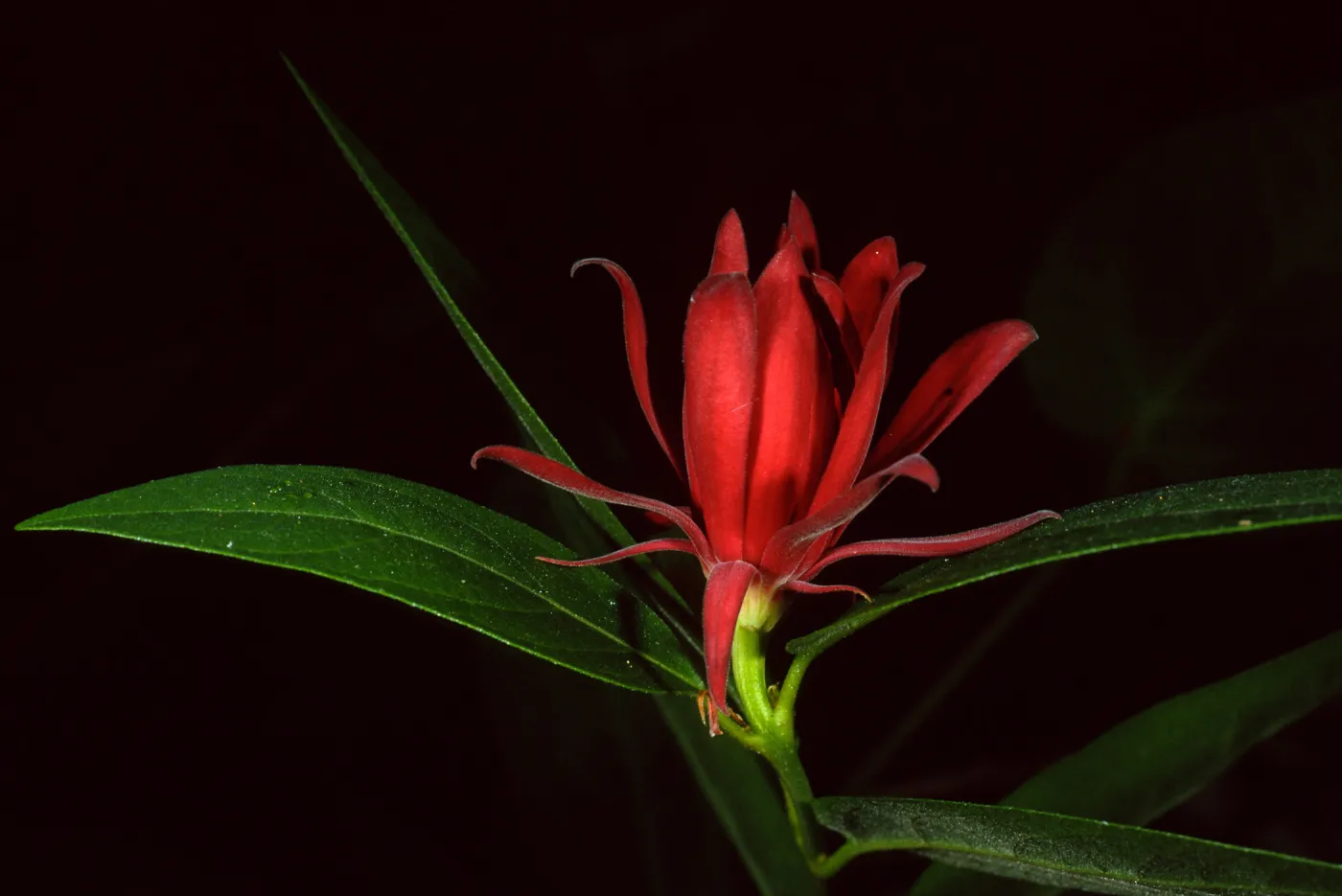 Calycanthus occidentalis, SBBG Arroyo