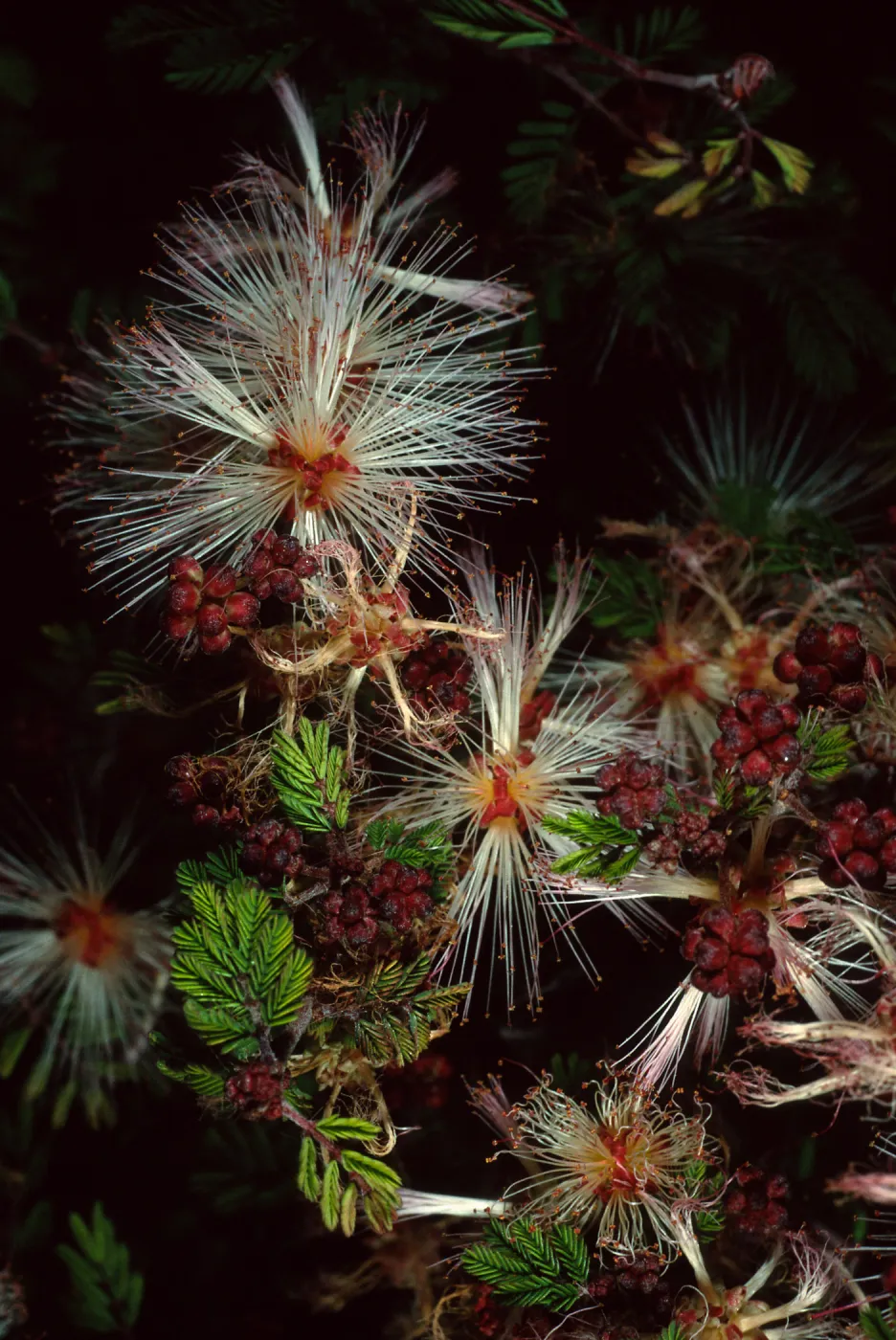Calliandra, SBBG Desert Section