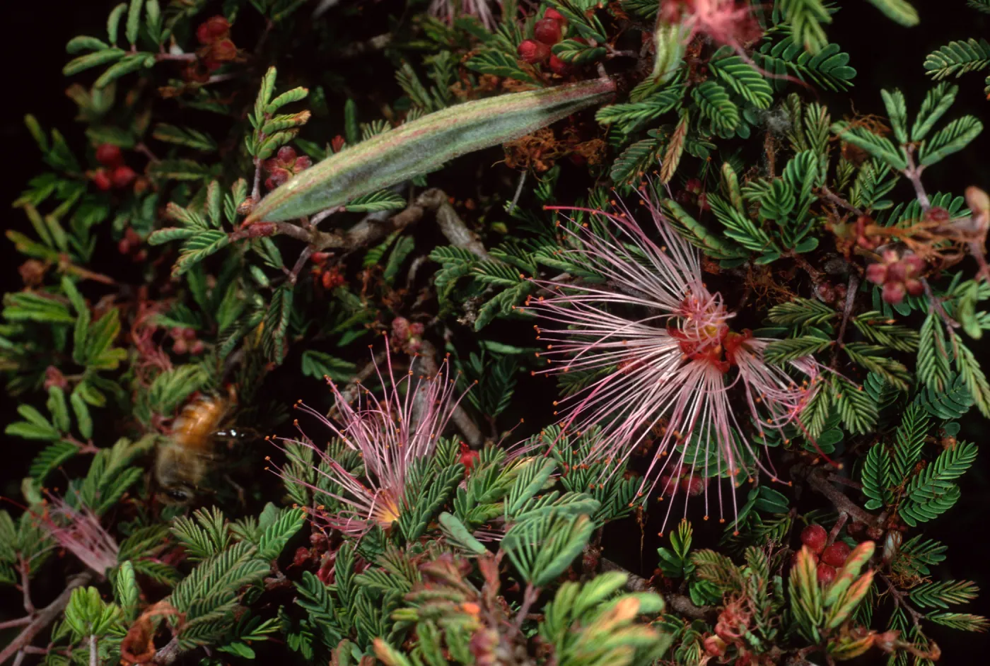 Calliandra eriophyla, SBBG