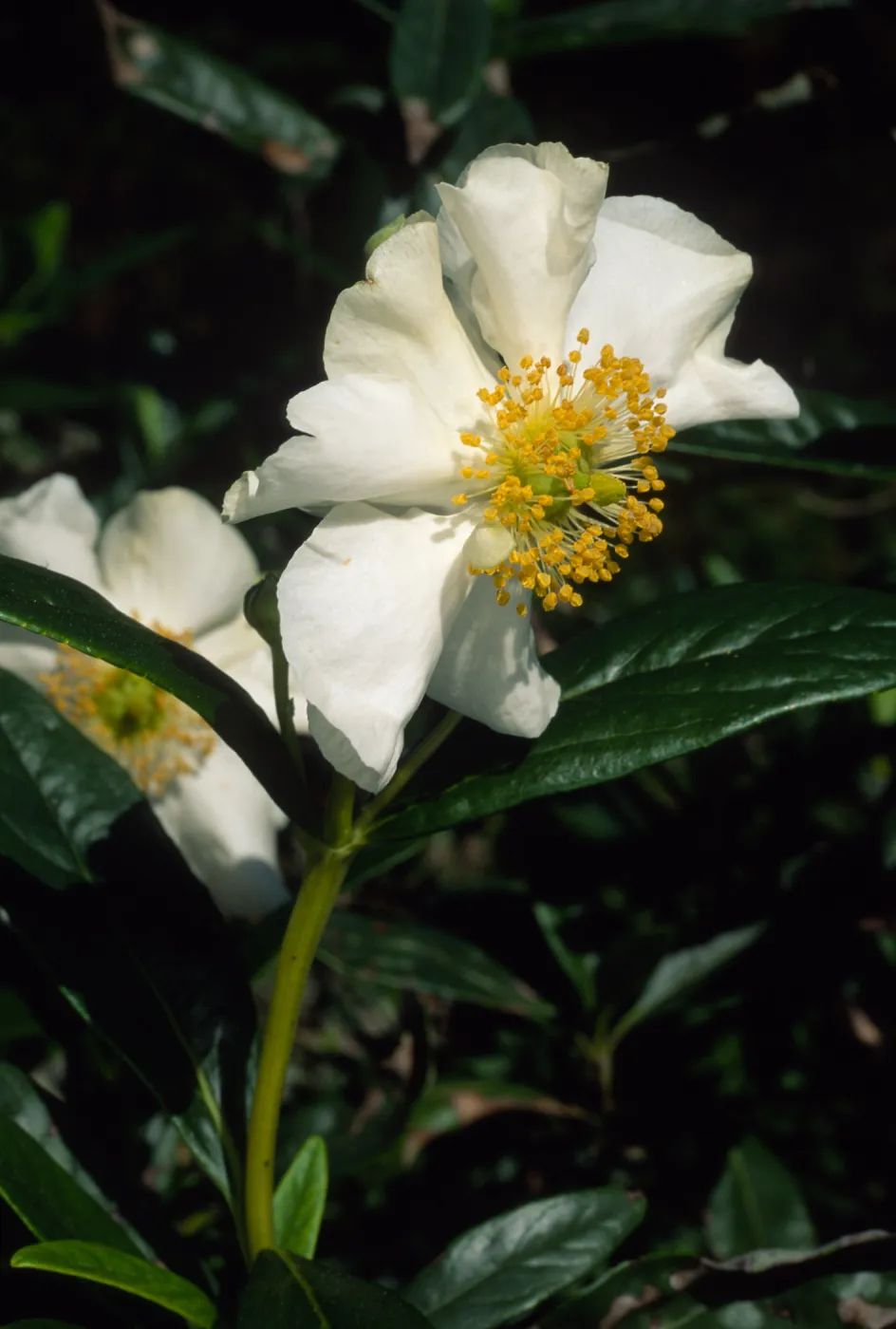 Carpinteria californica, SBBG