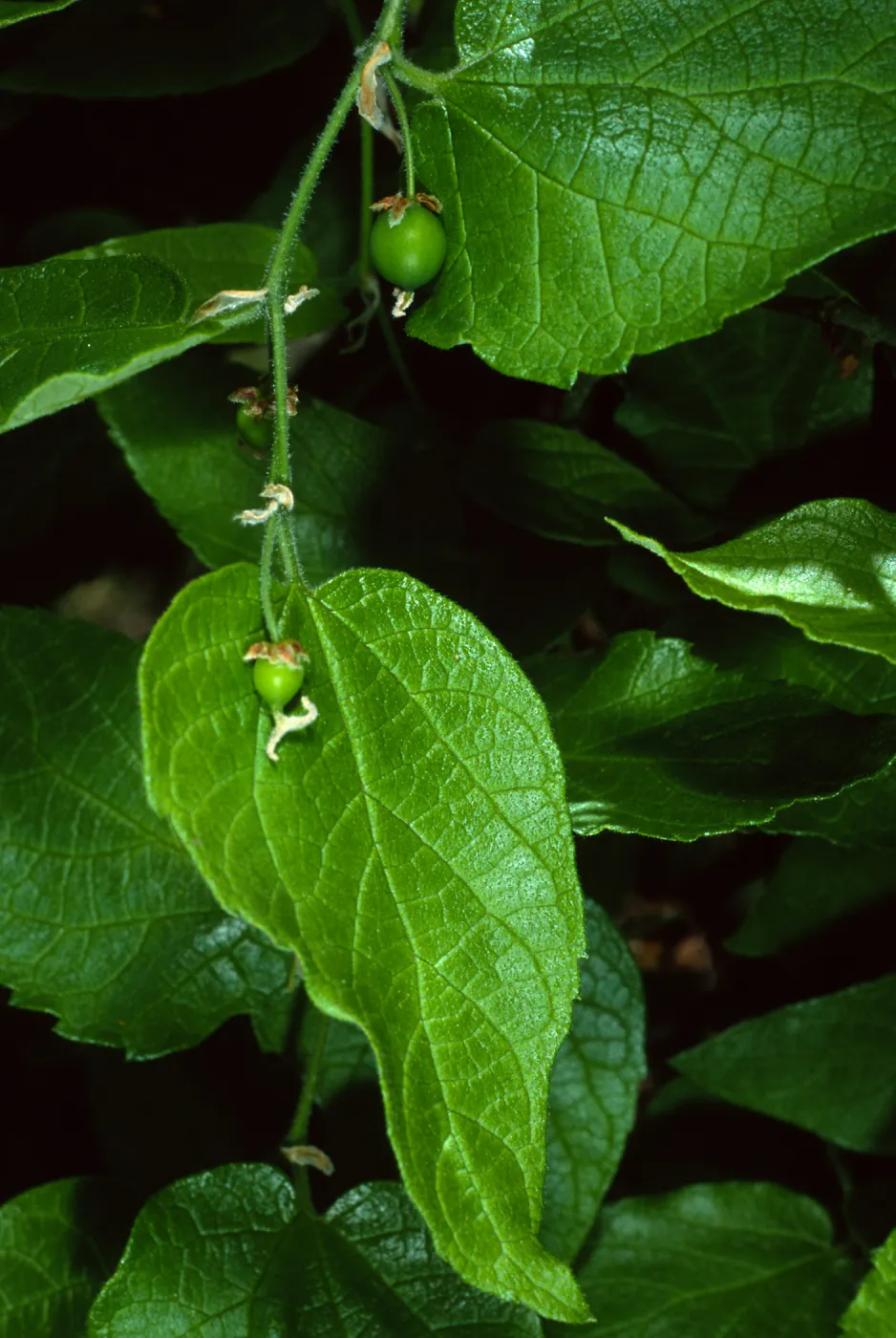 Celtis occidentalis, SBBG Desert Section