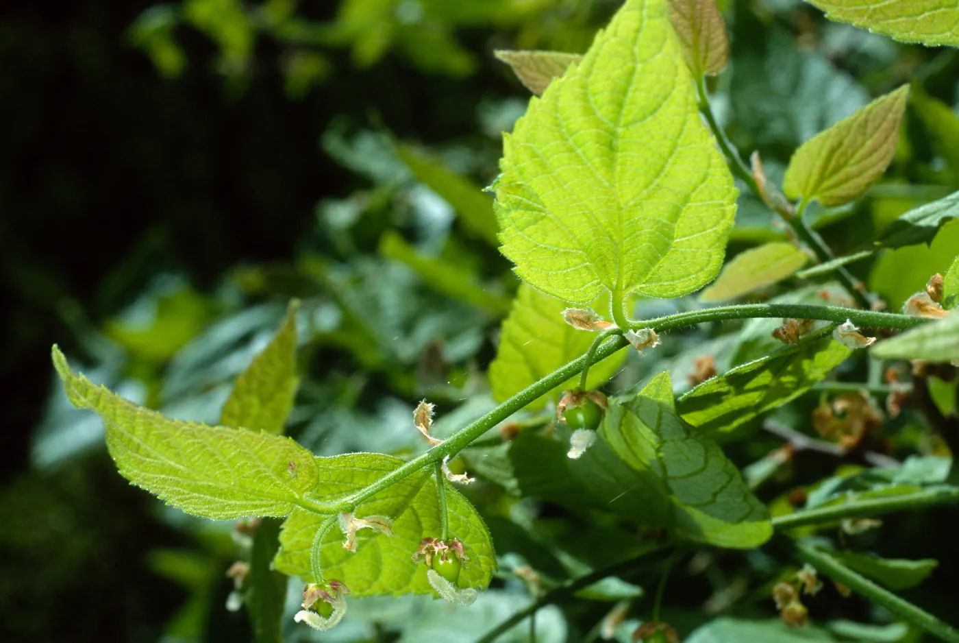 Celtis occidentalis, SBBG Desert Section