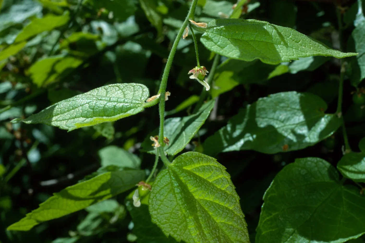 Celtis occidentalis, SBBG Desert Section