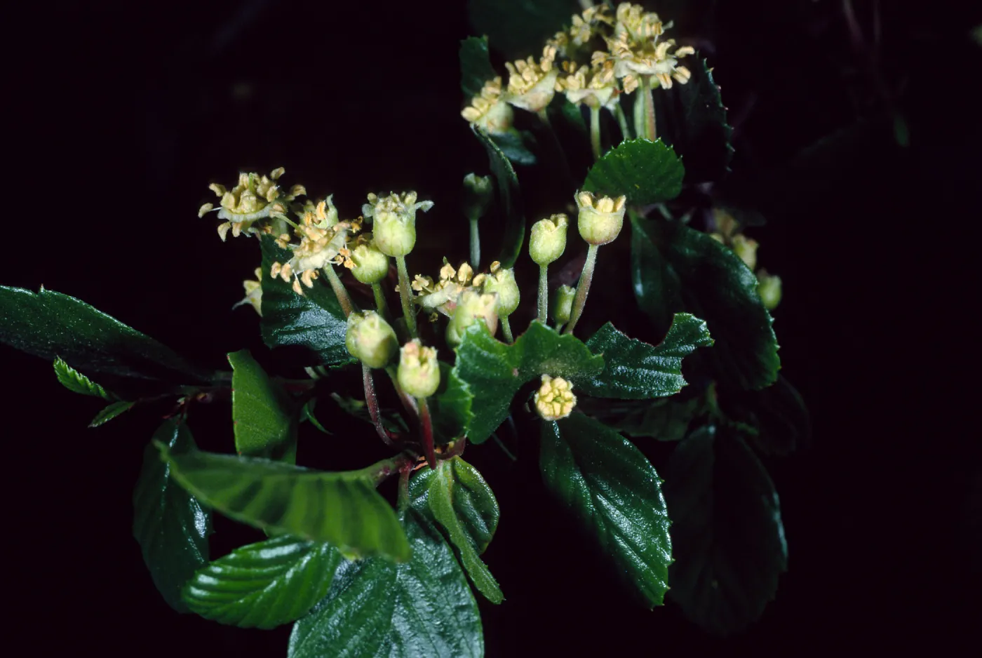 Cercocarpus betuloides, SBBG