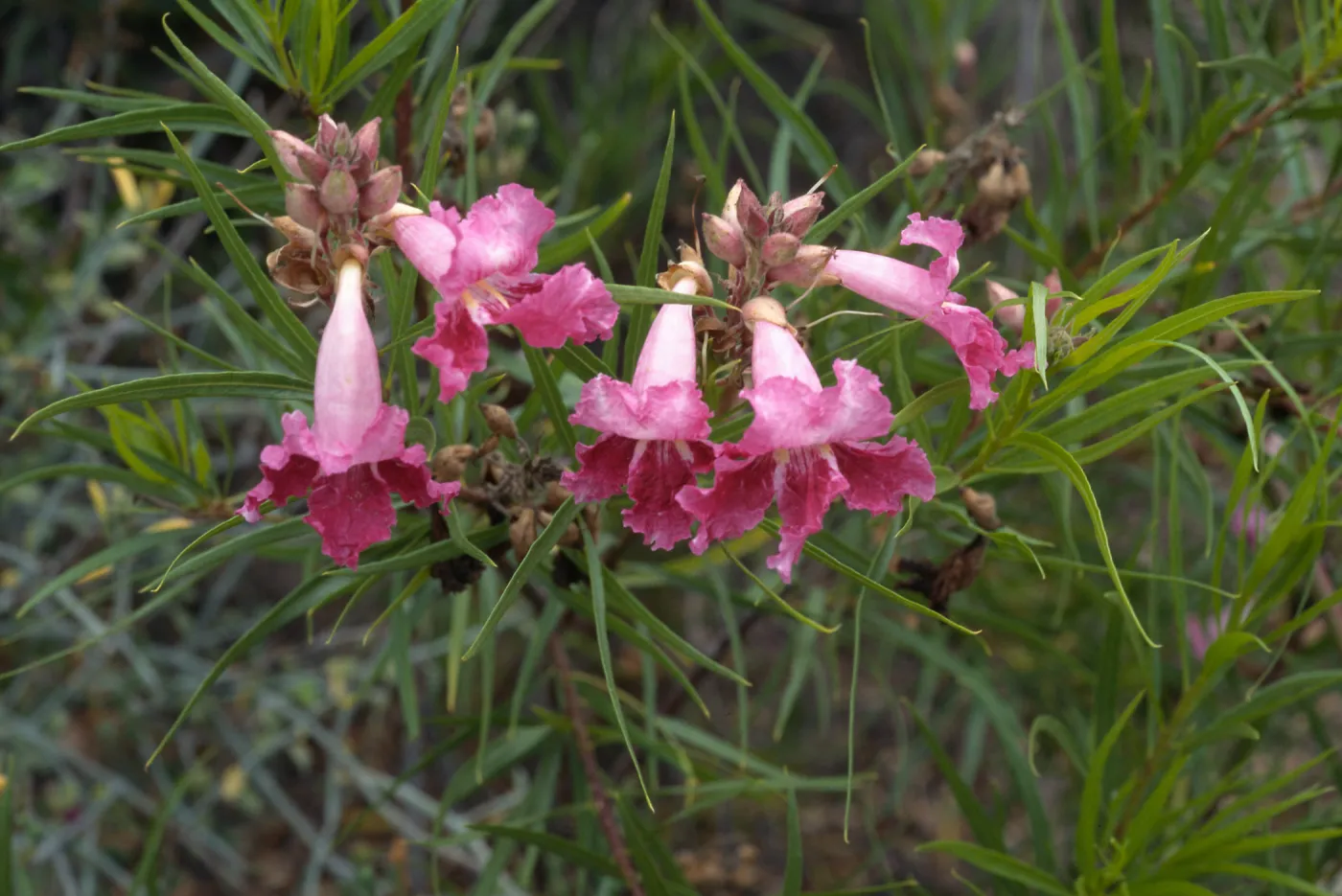 Chilopsis linearis, SBBG Desert Section