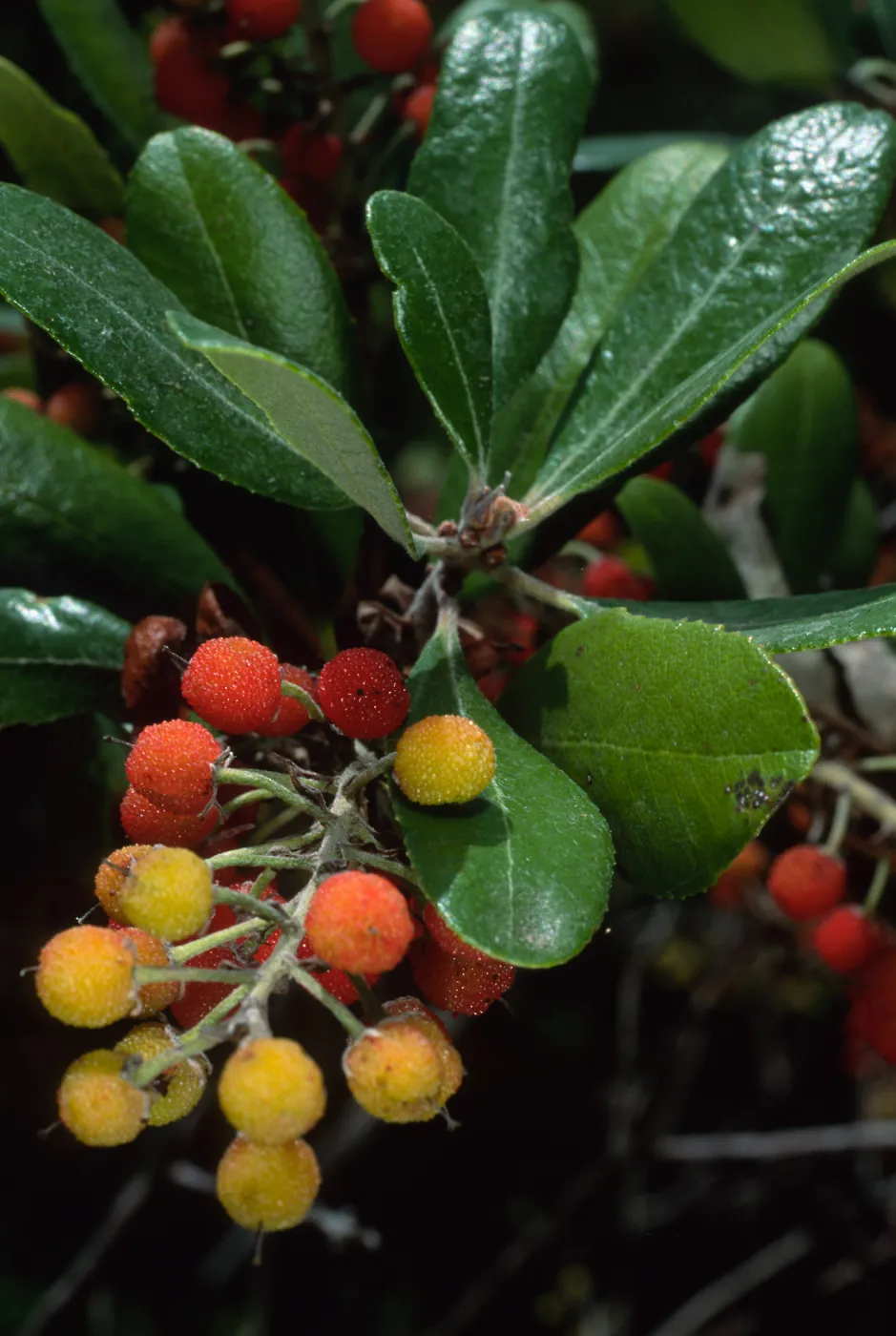 Comarostaphylis, SBBG Arroyo