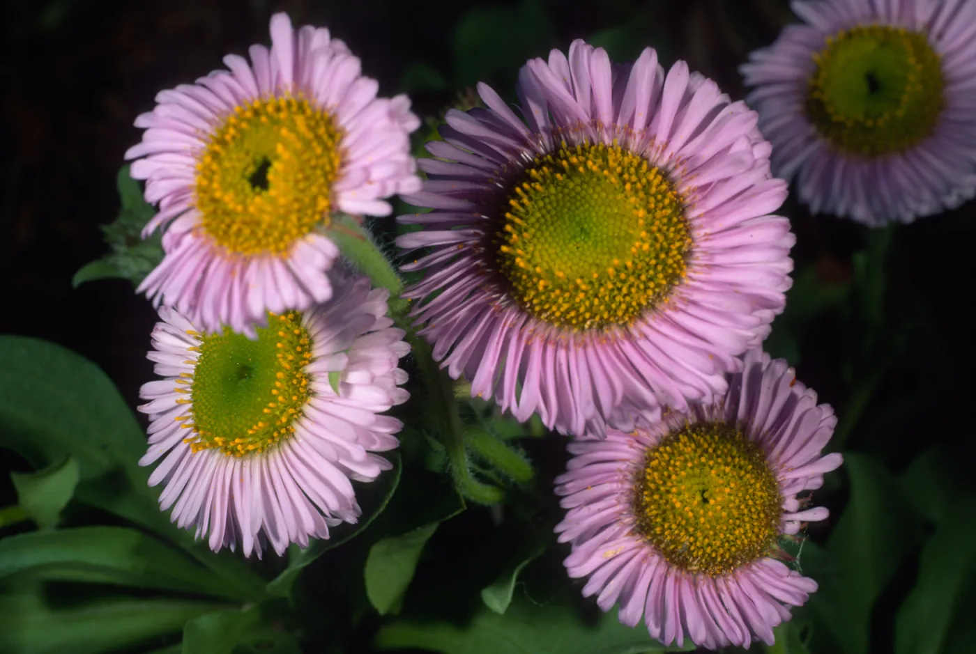 Erigeron glaucus, SBBG