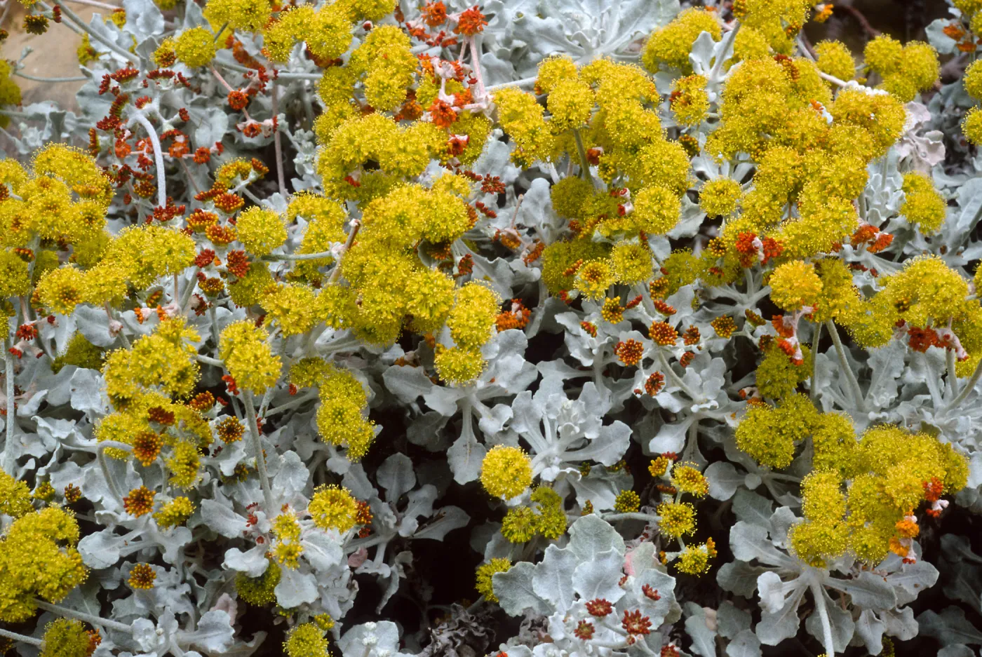 Eriogonum crocatum, SBBG