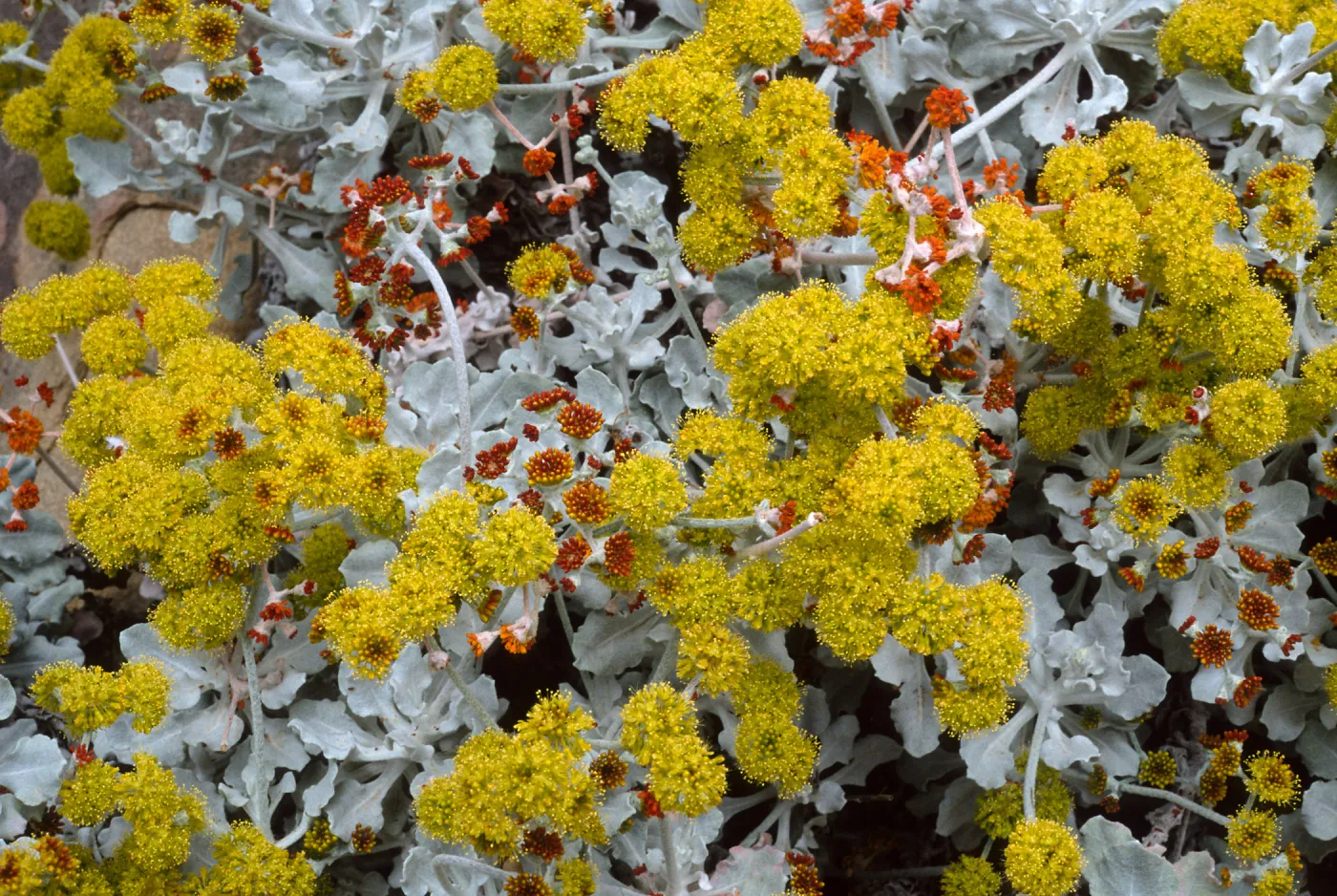 Eriogonum crocatum, SBBG
