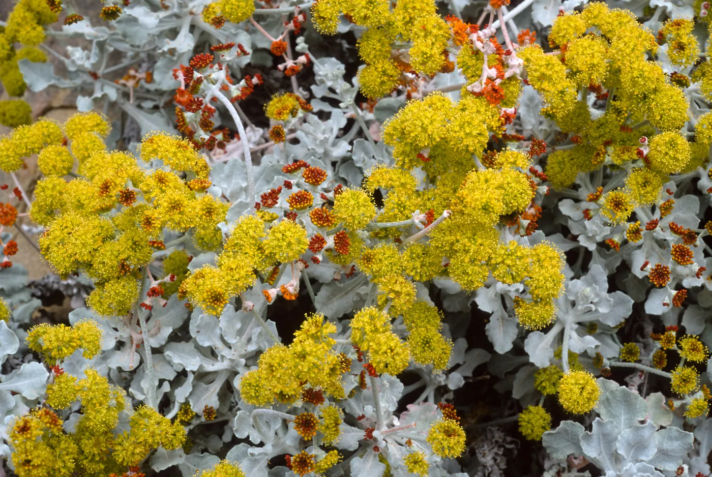 Eriogonum crocatum, SBBG