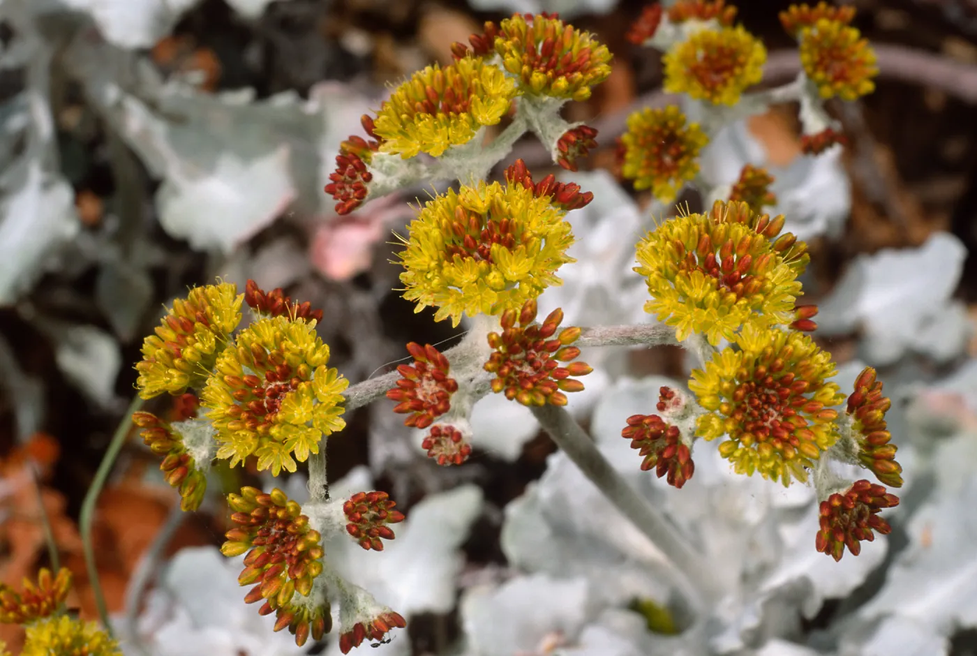 Eriogonum crocatum, SBBG