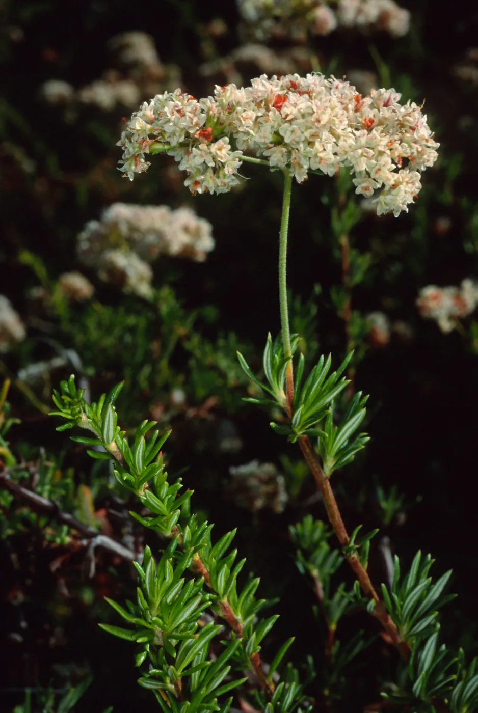 Eriogonum fasciculatum, SBBG