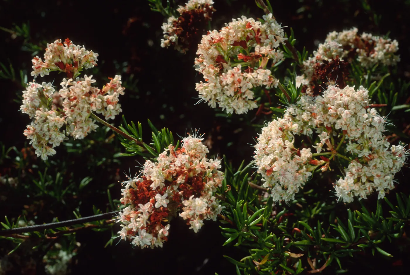 Eriogonum fasciculatum, SBBG