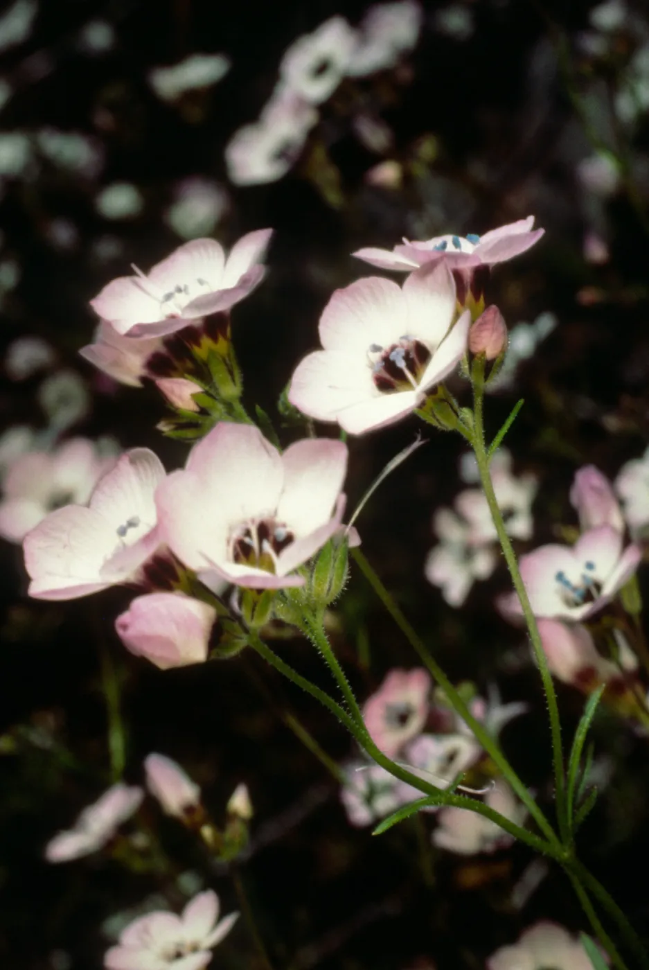 Gilia tricolor
