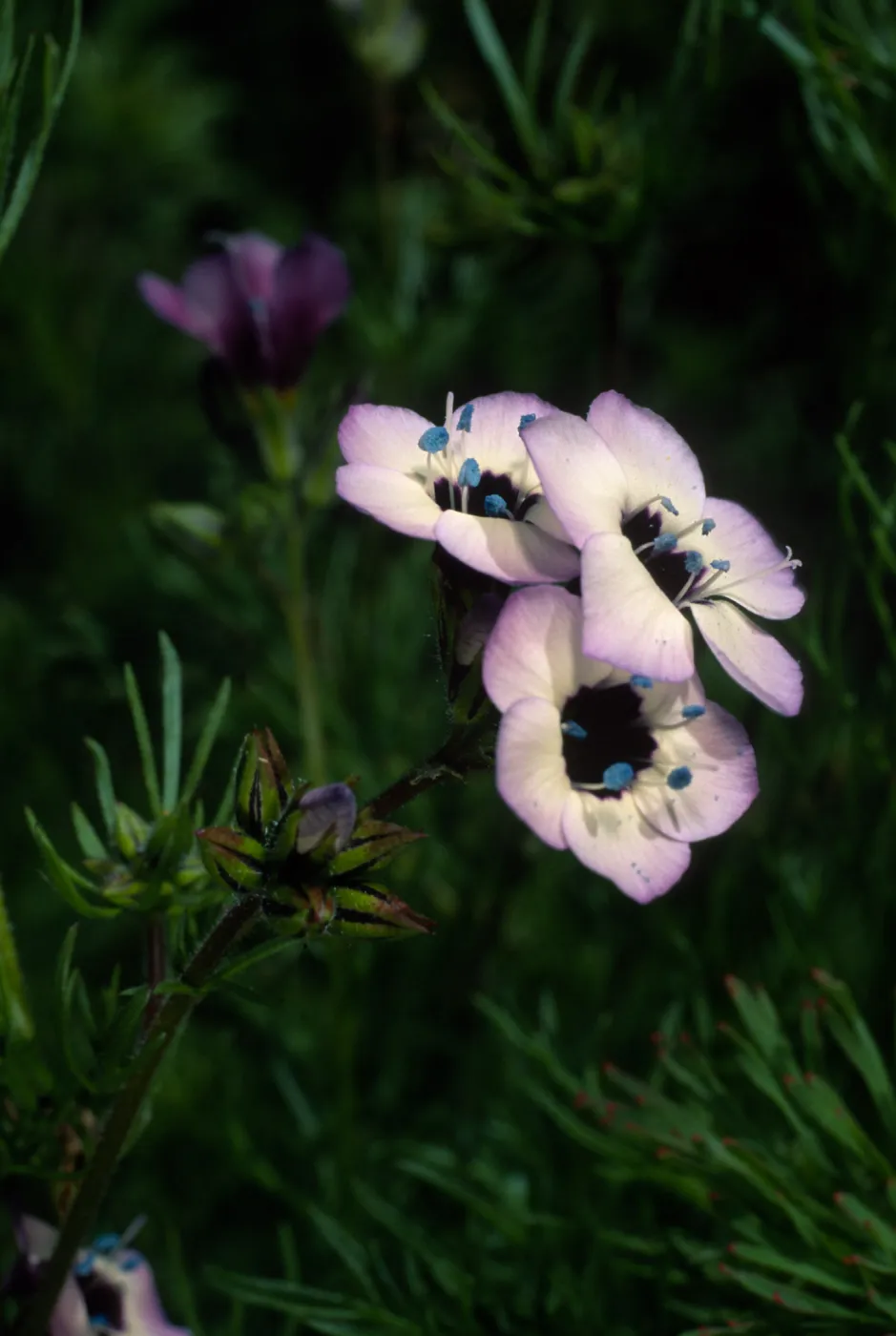 Gilia tricolor, SBBG meadow
