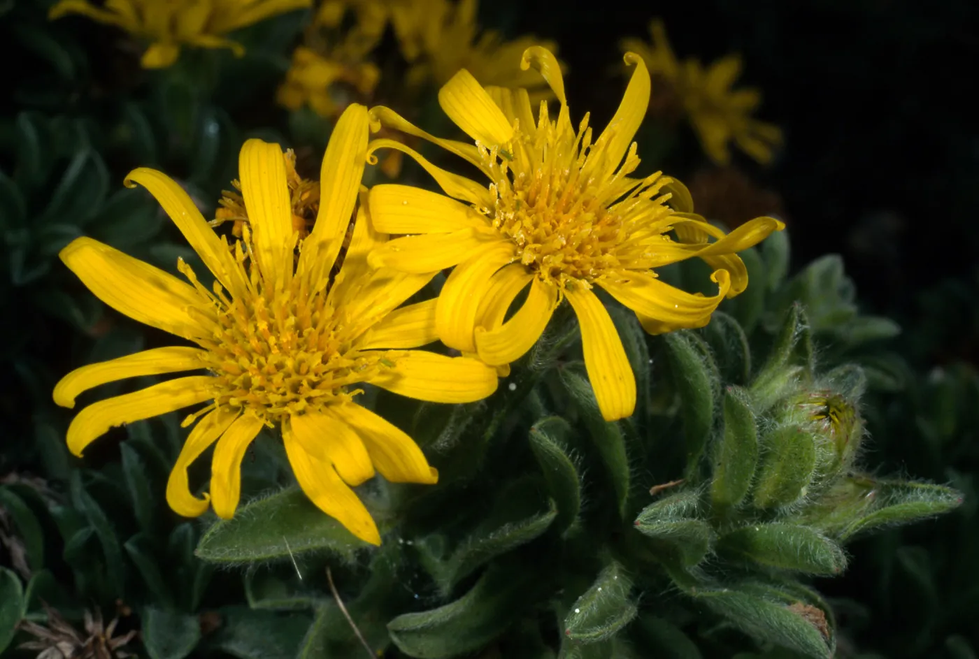 Heterotheca ‘San Bruno Mountain’, SBBG meadow
