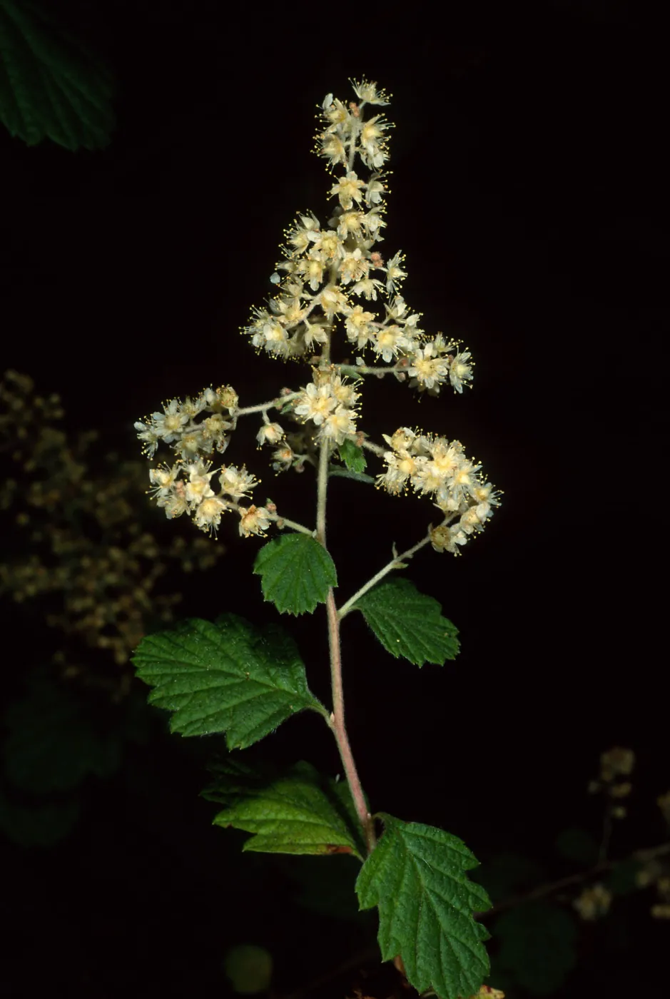 Holodiscus discolor, SBBG Arroyo