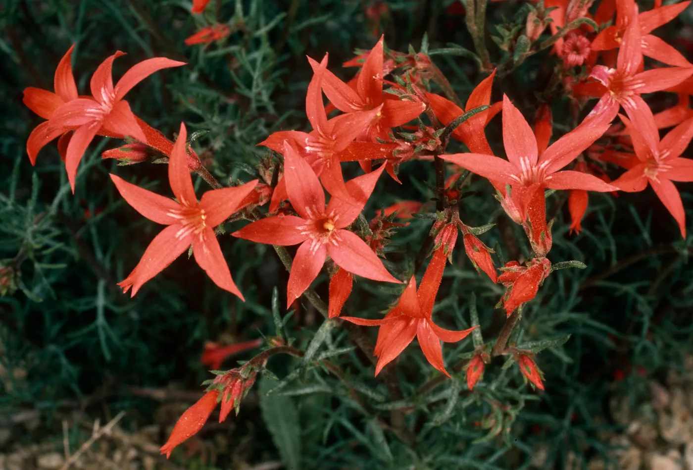 Ipomopsis aggregata, Cedar Canyon Road, Mid Hills