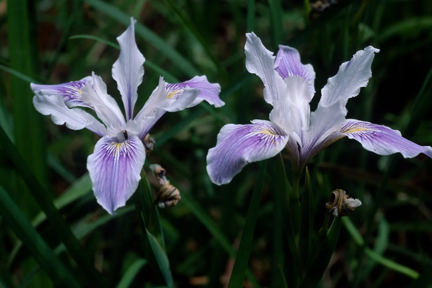 Iris douglasiana, SBBG
