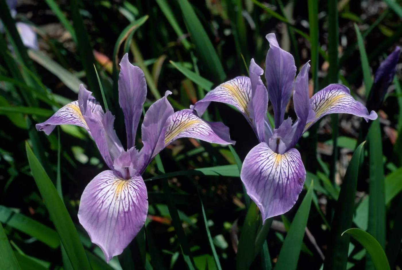 Iris douglasiana, SBBG