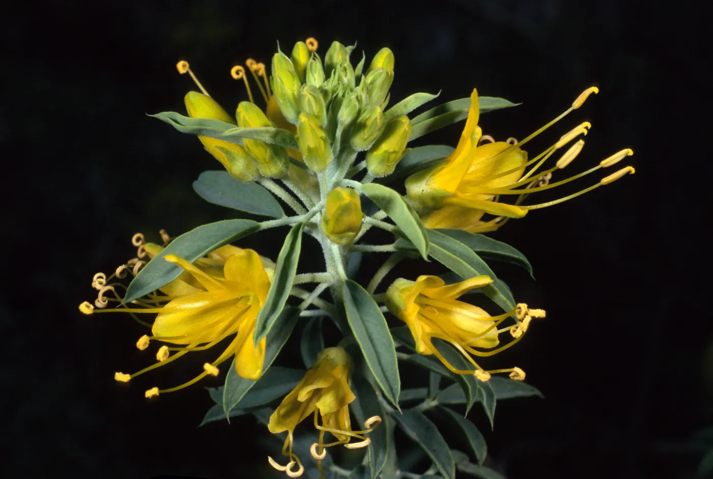  Isomeris arborea, SBBG Desert Secton