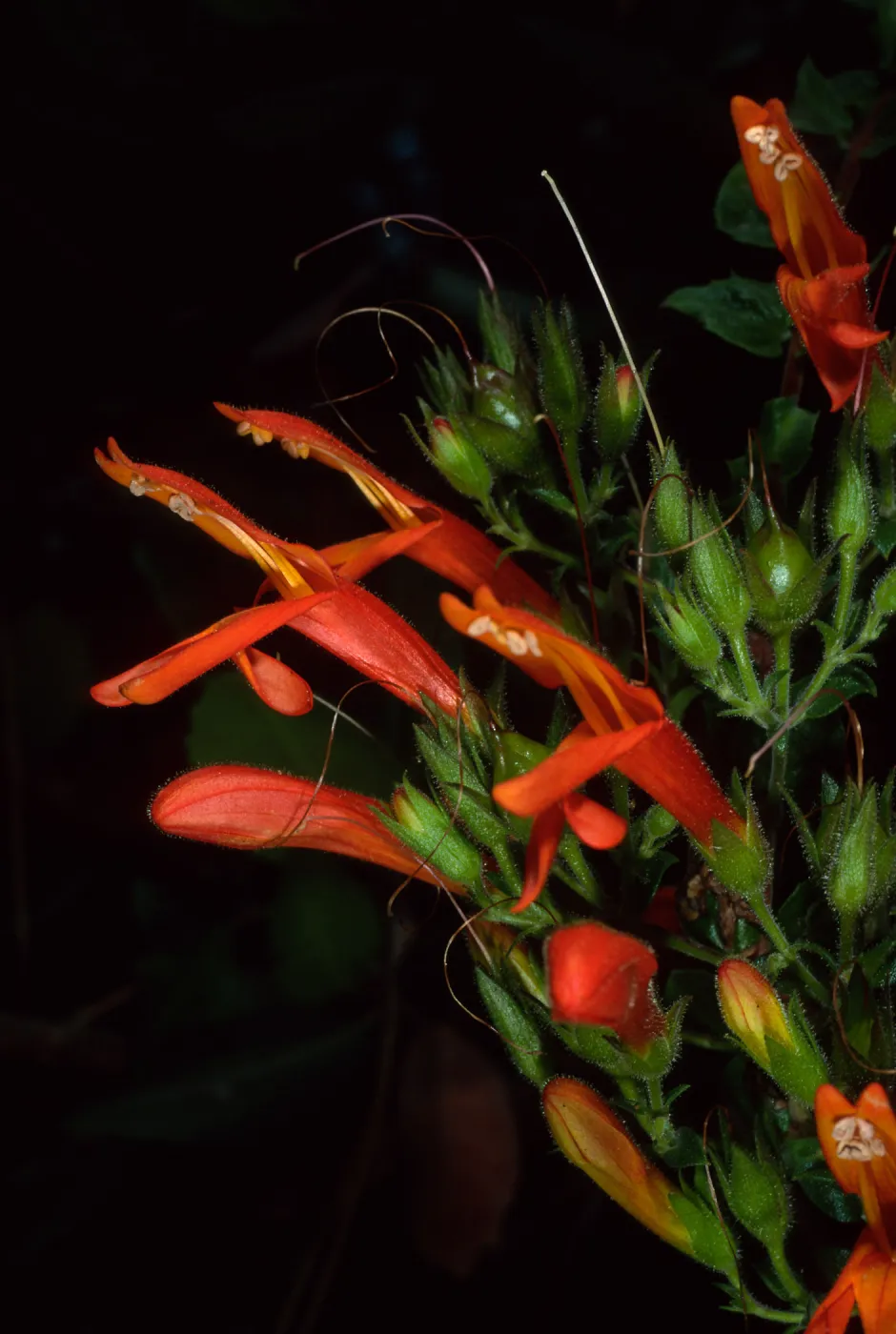 Keckiella cordifolia, SBBG