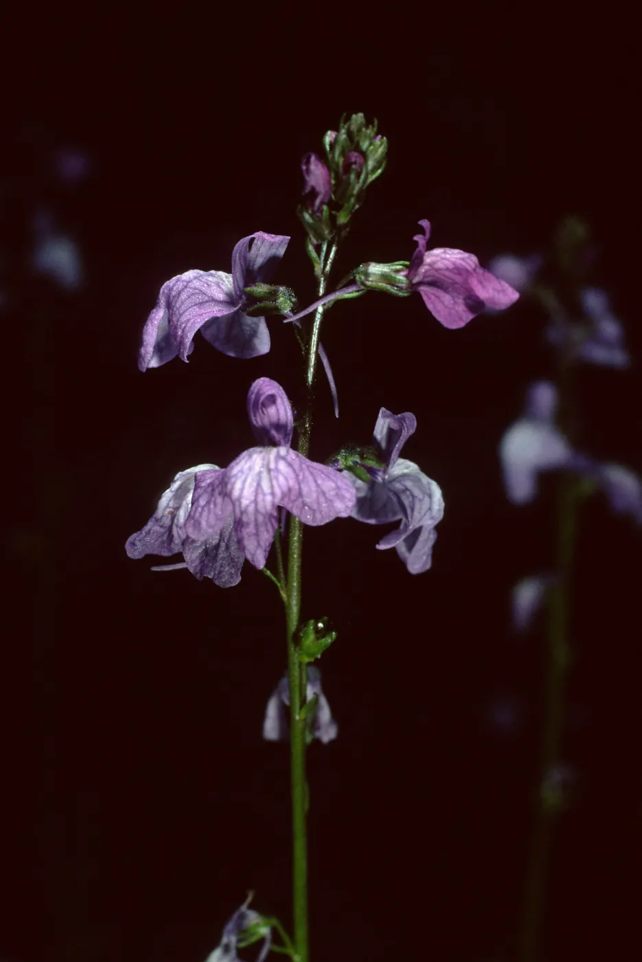 Linaria canadensis, SBBG Desert Section