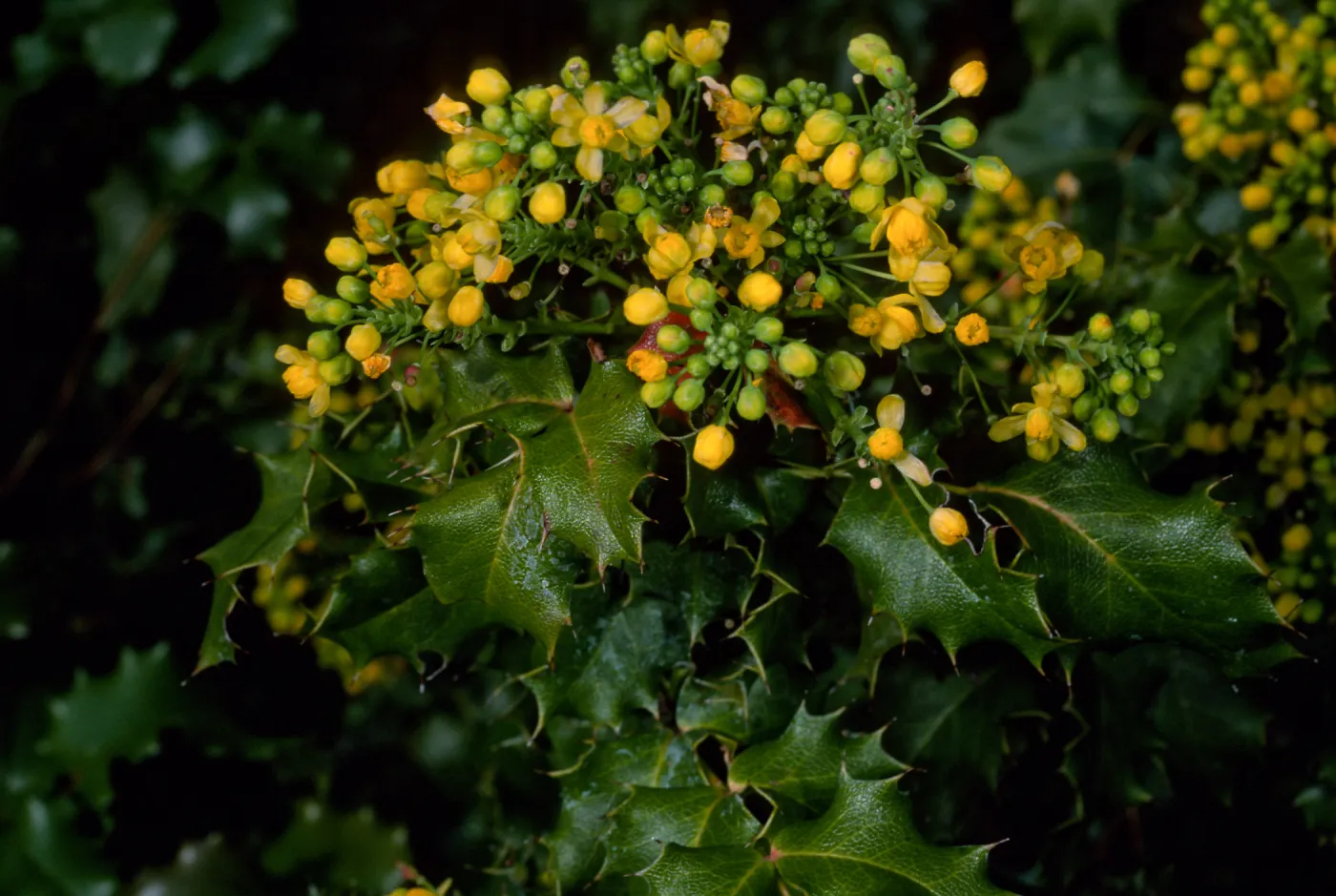 Mahonia pinnata ssp. pinnata