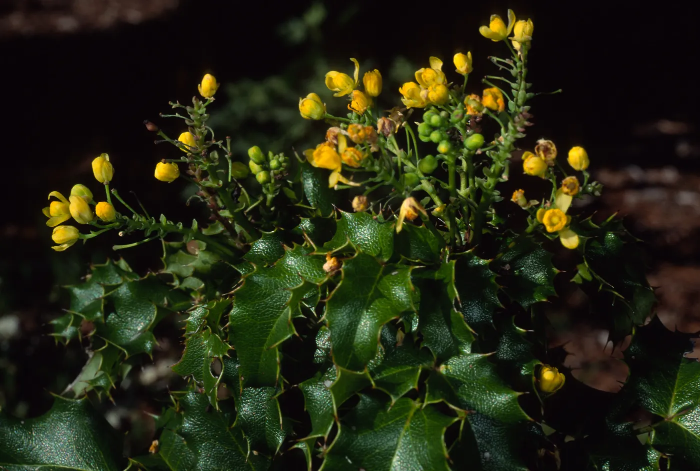 Mahonia pinnata, SBBG