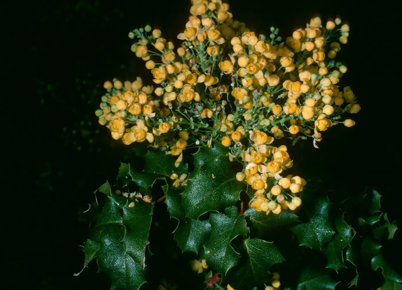 Mahonia pinnata, SBBG